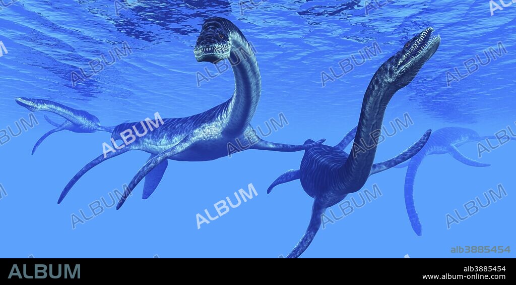 Plesiosaurus dinosaurs swim together in Jurassic seas to find their next prey.