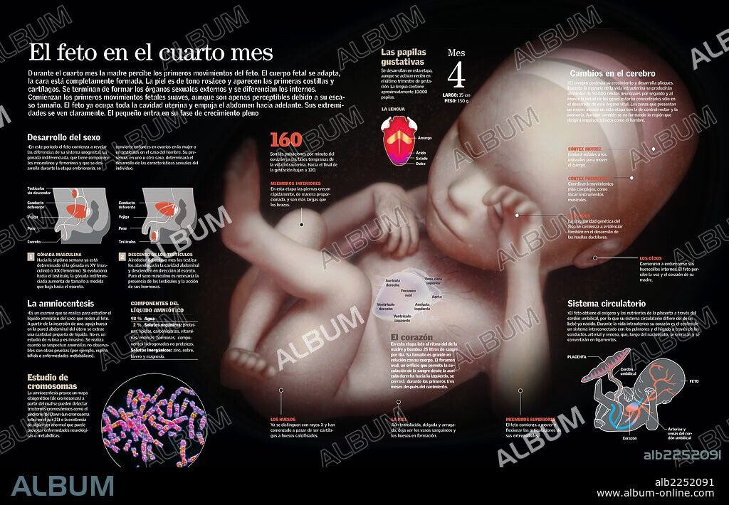 El feto en el cuarto mes. Infografía del desarrollo del feto en el cuarto mes de gestación, con un total desarrollo de las gónadas, cambios en el cerebro, miembros inferiores y dedos.