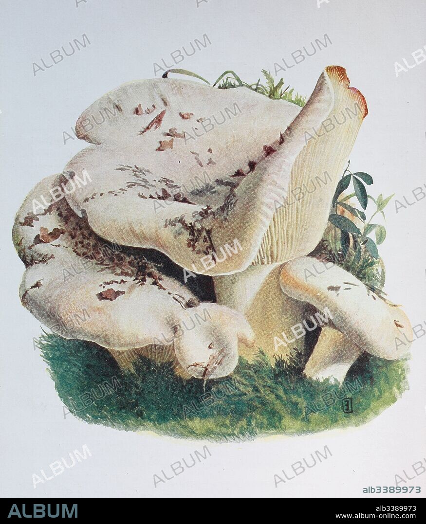 Lactifluus vellereus (formerly Lactarius vellereus), commonly known as the fleecy milk-cap, is a quite large fungus in the genus Lactifluus, digital reproduction of an ilustration of Emil Doerstling (1859-1940).