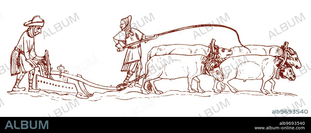 Medieval farming methods , using oxen to plough a field.