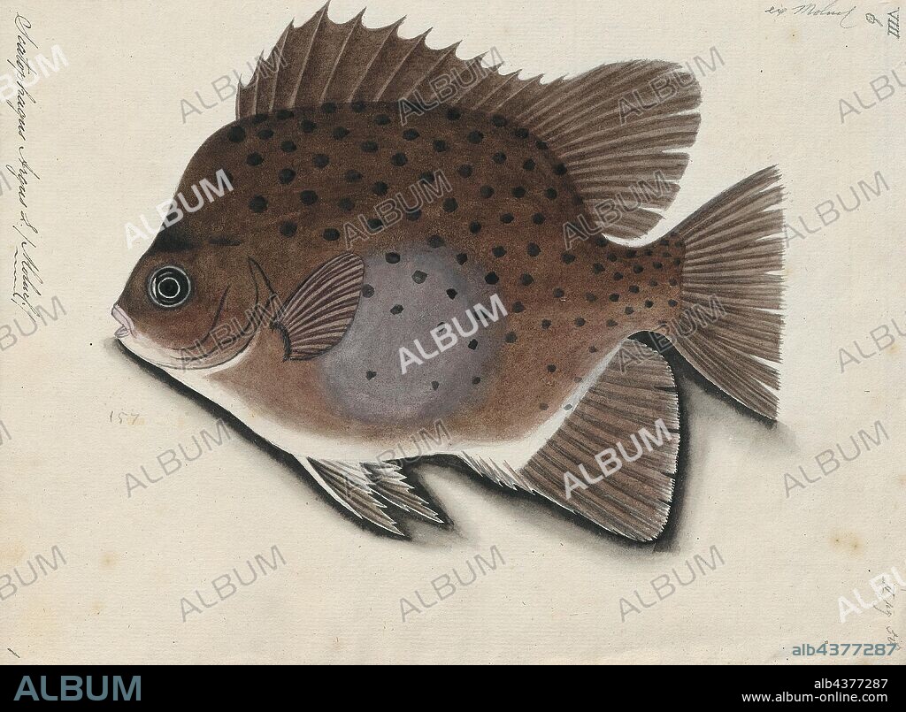 Scatophagus argus, Print, Scatophagus argus, or the spotted scat, is a species of fish in the scat family Scatophagidae. It occurs in two basic color morphs which are called green scat and ruby or red scat. This fish is generally distributed around the Indo-Pacific region, to Japan, New Guinea, and southeastern Australia. They live in coastal muddy areas, including estuaries, mangroves, harbours, and the lower courses of rivers. They are popular aquarium fish usually used to eliminate algae in the fish tank., 1700-1880.
