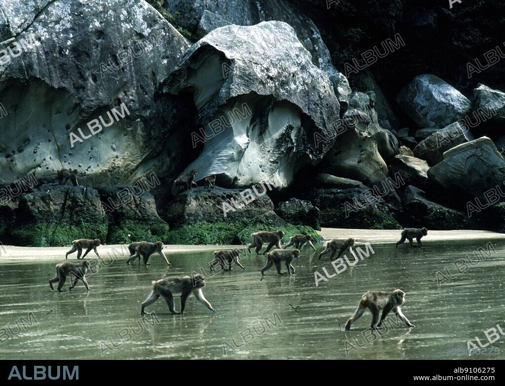 Macaques Japan Koshima Island Kyushu.