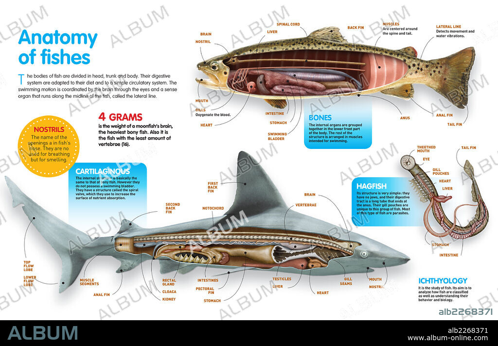 Anatomía de los peces. Infografía donde se presenta la anatomía los peces óseos, los peces cartilaginosos y las lampreas.