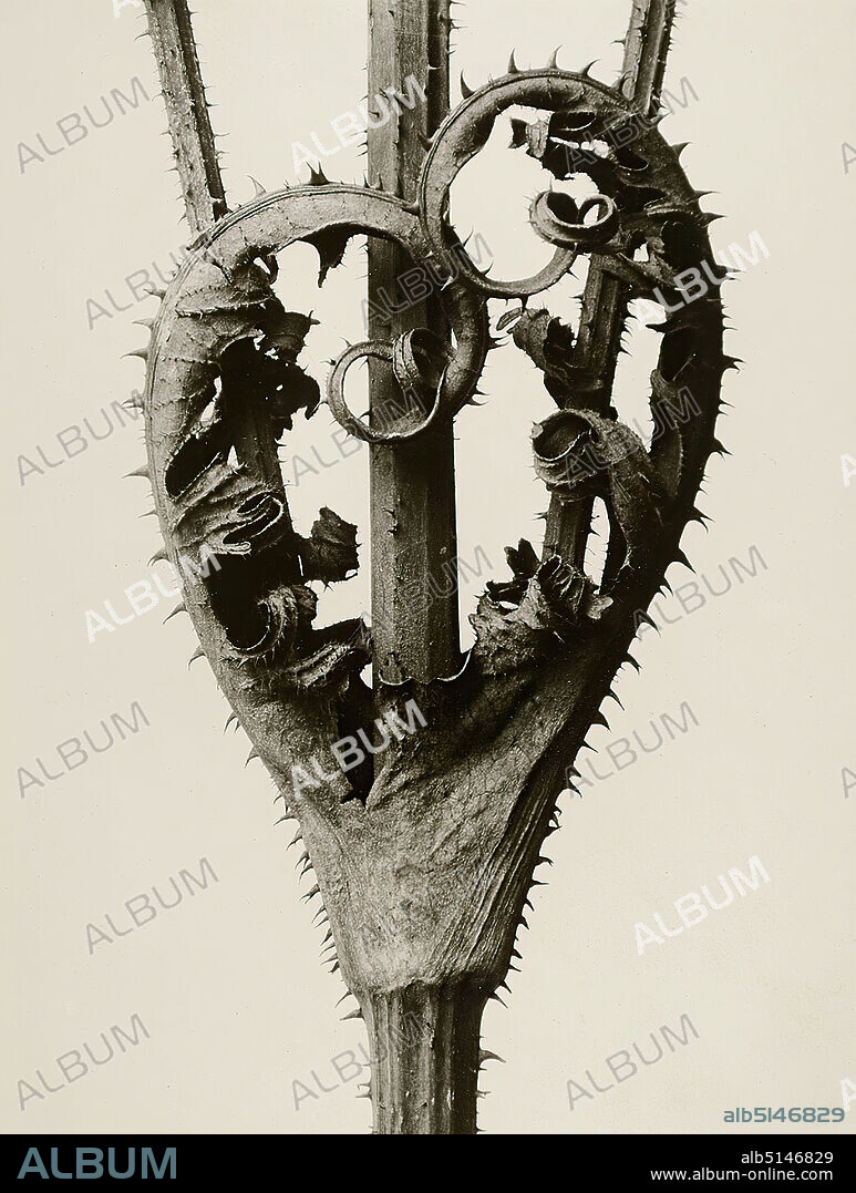 Karl Blossfeldt, Dipsacus Laciniatus (Weberdistel), donated by Monika Blankenburg, silver gelatin paper, black and white positive process, image size: height: 25.4 cm; width: 19.2 cm, signed, dated and numbered: on verso on the cardboard: in lead: Dipsacus laciniatus, Weberdistel, Portfolio, 3 - 38/50 1975, J. Wilde, stamp: verso and on the cardboard: KARL BLOSSFELDT 1865-1932, photo from the original negative, Galerie Wilde Köln ©, photography, plants, vegetation, plants and herbs.