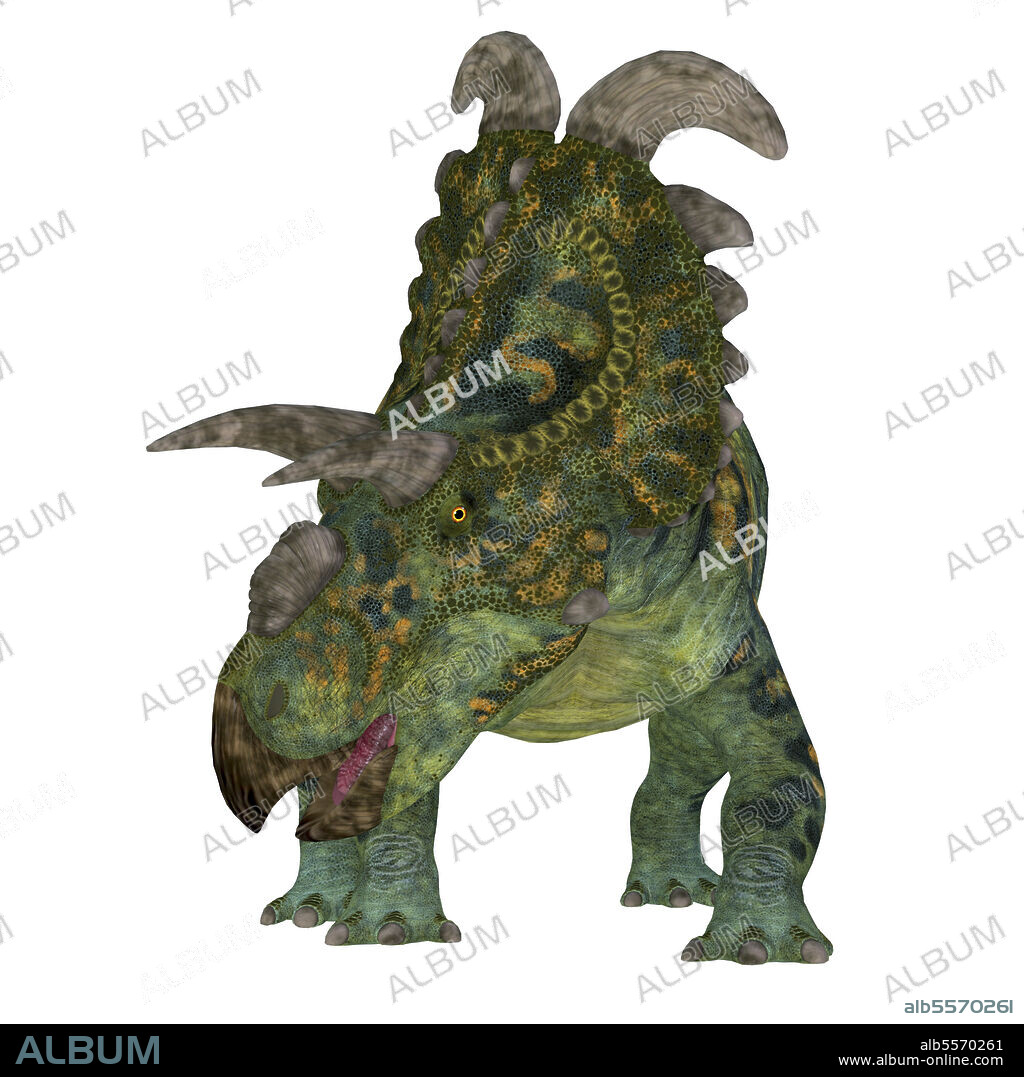Albertaceratops dinosaur, front view on white background. The ceratopsian herbivorous dinosaur Albertaceratops lived in Alberta, Canada during the Cretaceous Period.