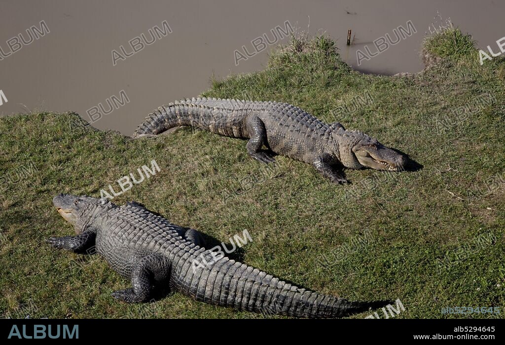 Alligator Alley has 20 acres of natural cypress swamp land, where alligators roam freely in a protected environment, Summerdale, Alabama.