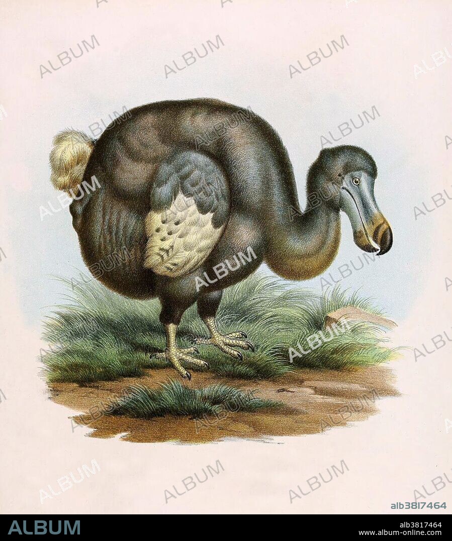 Didus ineptus (Didus and Raphus being names for the dodo genus used by different authors of the time). In 1766, Linnaeus coined the new binomial Didus ineptus (meaning inept dodo). This has become a synonym of the earlier name Raphus cucullatus. The Dodo is an extinct flightless bird. Its external appearance is evidenced only by paintings and written accounts from the 17th century. Because these vary considerably, and because only a few sketches are known to have been drawn from live specimens, its exact appearance in life remains a mystery, and little is known with about its habitat and behavior Roughly the size of a swan, it was heavily-built, flightless and clumsy. Two species were known with certainty: the common dodo Raphus cucullatus from Mauritius which became extinct between 1665 and 1670, and the Rodriguez solitaire (Pezophaps solitaria) from the neighboring island of Rodriguez, which died out around 1761. The dodo's numbers quickly dwindled following the arrival of humans to these isolated habitats. All but defenseless these birds were ill-equipped to cope with the new hunters and the competition from other introduced animal species. The Dodo achieved widespread recognition from its role in the story of Alice in Wonderland. Taken from "Bilder-atlas zur Wissenschaftlich-populÃ¤ren Naturgeschichte der VÃ¶gel (Images atlas to the popular scientific natural history of birds) by Leopold Joseph Fitzinger, 1864.