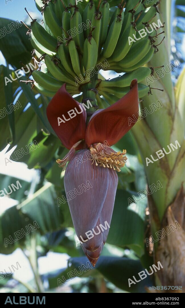 Bananas have been around a long time, at least in the Old World of Asia, Africa and Europe. Quite where they originated remains uncertain. Some authorities favour West Africa, since the name 'banana' is believed to have come from Guinea, via Spanish and Portuguese. In all probability, though, bananas - and their equally useful green cousins, plantains - originated in Asia, possibly in the Middle East.<br/><br/>. Certainly bananas are noted with approval in early Greek, Latin and Arab literature, and the name plantain is believed to derive from the Latin planta, 'a spreading sucker or shoot'. Alexander the Great saw - and no doubt tasted - bananas on his expedition to India in the third century BCE, and they are mentioned in Chinese lists of Tang Dynasty exotica as pleasant fruits of nan-yang, or Southeast Asia, more than thirteen hundred years ago.