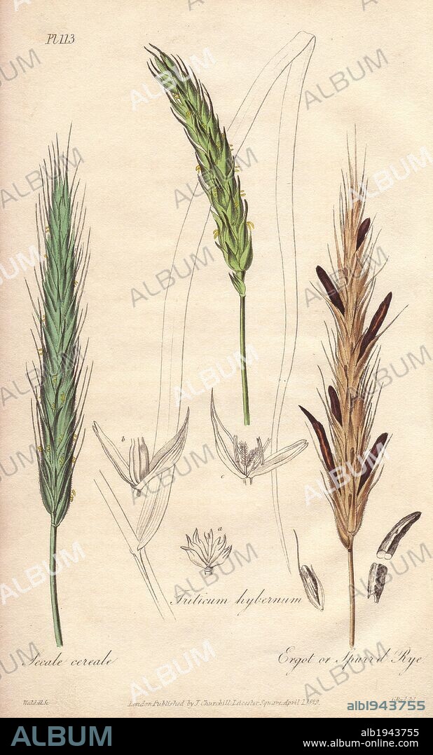 Rye, Secale cereale, wheat, Triticum aestivum, and ergot or spurred rye, Secale cornutum. Handcoloured botanical illustration drawn by G. Reid and engraved on steel by Weddell from John Stephenson and James Morss Churchill's "Medical Botany: or Illustrations and descriptions of the medicinal plants of the London, Edinburgh, and Dublin pharmacopœias," John Churchill, London, 1831.