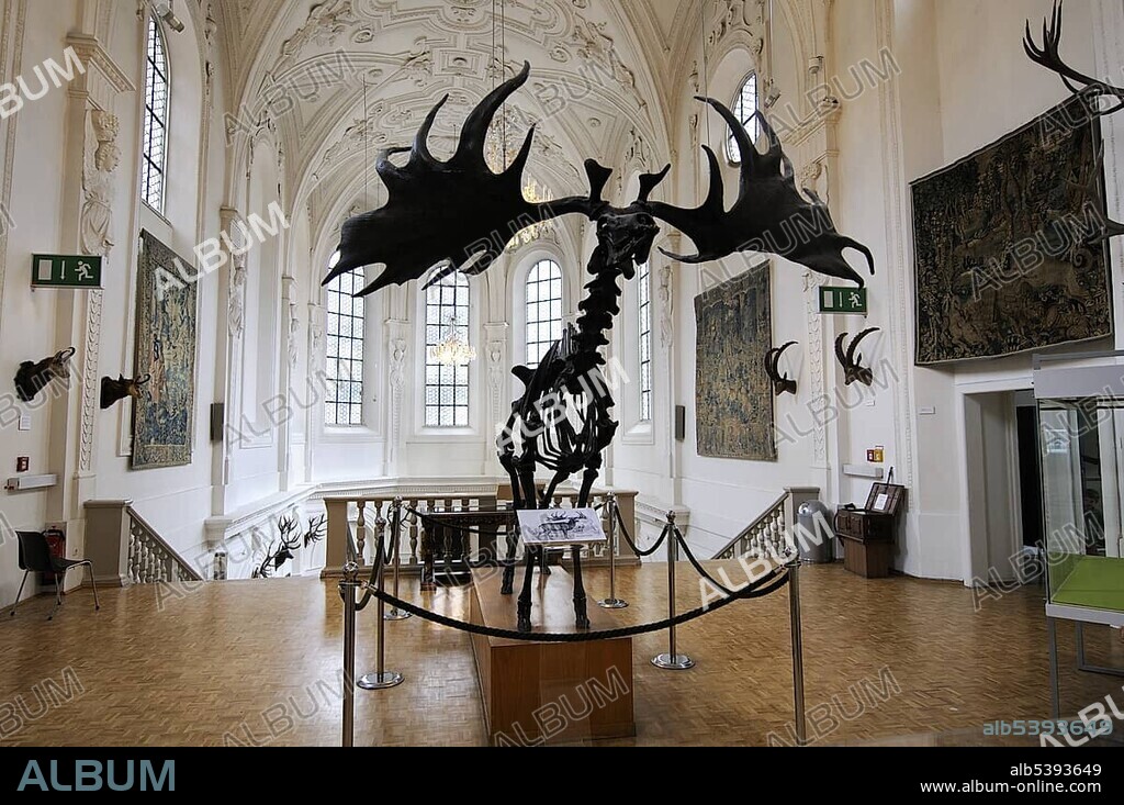 Megaloceros skeleton, Deutsches Jagd- und Fischereimuseum (German Hunting and Fishing Museum), Munich, Bavaria, Germany
