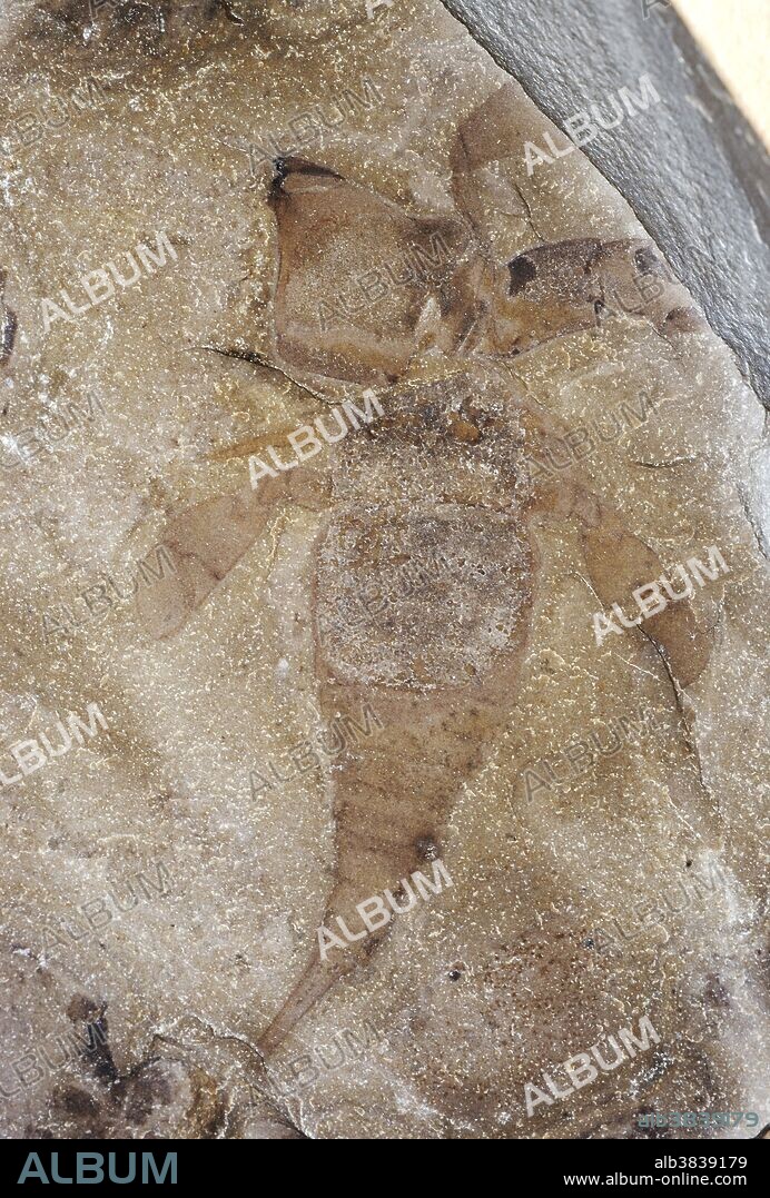 The eurypterids were probably the largest known arthropods that ever lived. They are members of the extinct class Eurypterida (Arachnomorpha, Chelicerata) and predate the earliest fishes. They thrived in warm shallow water in the Cambrian to Permian period from 510 to 248 million years ago.