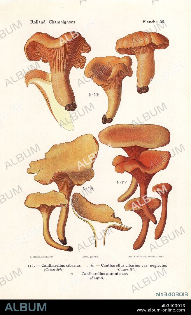 Chanterelle mushrooms, Cantharellus cibarius and Cantharellus cibarius var. neglectus, and false chanterelle, Hygrophoropsis aurantiaca (Cantharellus aurantiacus). Chromolithograph by Lassus after an illustration by A. Bessin from Leon Rolland's Guide to Mushrooms from France, Switzerland and Belgium, Atlas des Champignons, Paul Klincksieck, Paris, 1910.