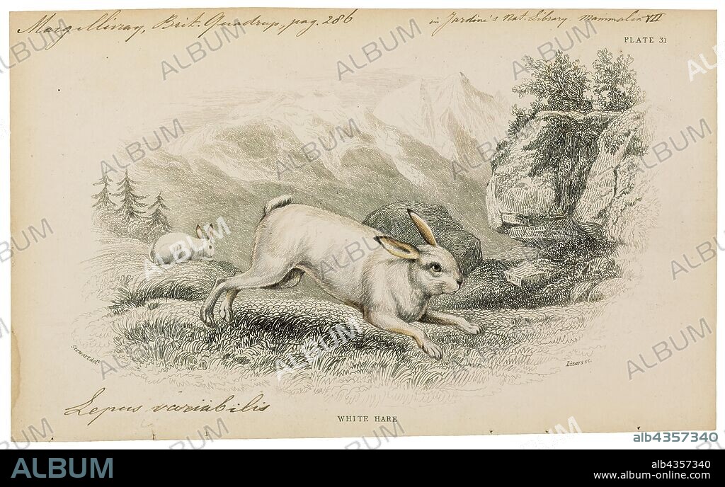 Lepus variabilis, Print, Hare, Hares and jackrabbits are leporids belonging to the genus Lepus. Hares are classified in the same family as rabbits. They are similar in size and form to rabbits and have similar herbivorous diets, but generally have longer ears and live solitarily or in pairs. Also unlike rabbits, their young are able to fend for themselves shortly after birth rather than emerging blind and helpless. Most are fast runners. Hare species are native to Africa, Eurasia, North America, and the Japanese archipelago., 1700-1880.