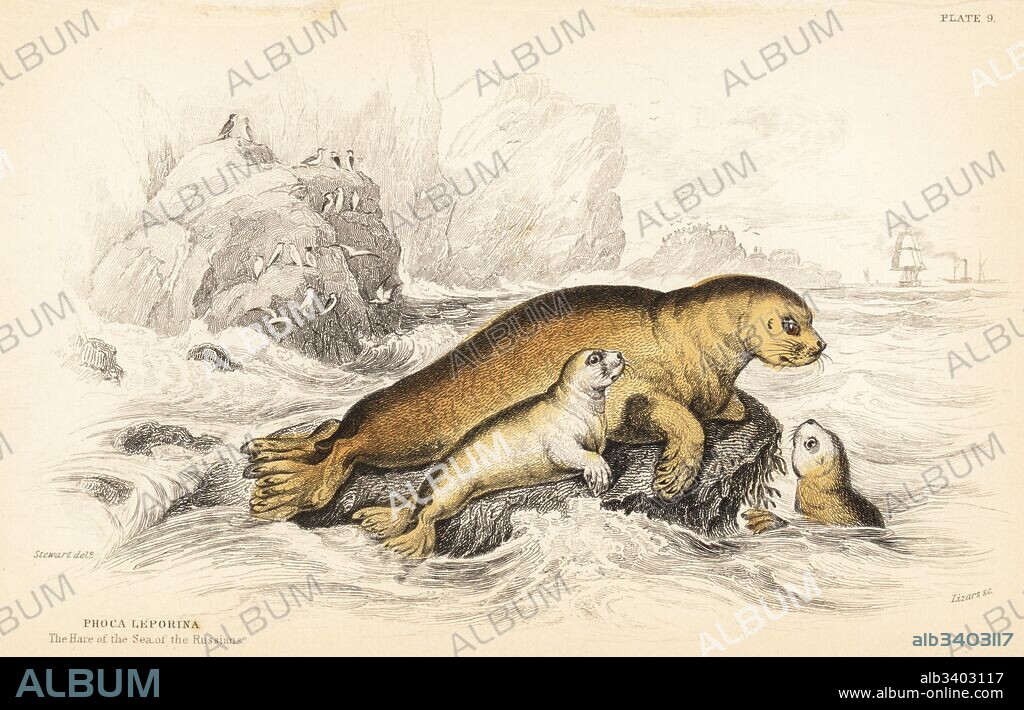 Bearded seal, Erignathus barbatus (Hare of the Sea of the Russians, Phoca leporina). Handcoloured steel engraving by W.H. Lizars after an illustration by James Stewart from Robert Hamilton's Amphibious Carnivora, part of Sir William Jardine's Naturalist's Library: Mammalia, Edinburgh, 1839.