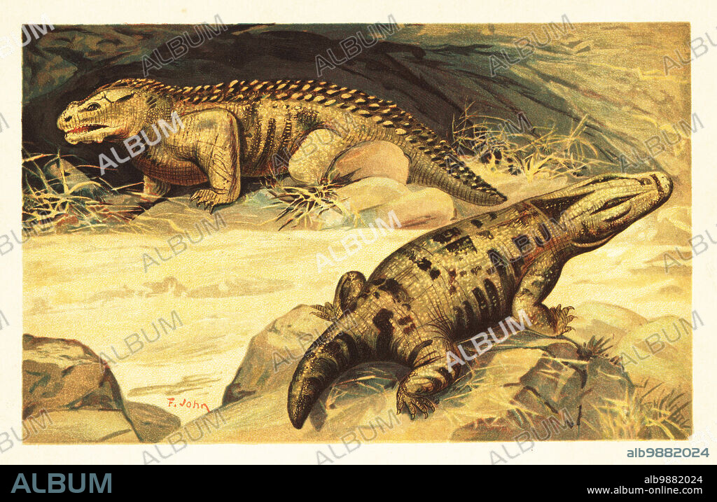 Pareiasaurus serridens, extinct species of pareiasauromorph reptile from the Permian. Mastodonsaurus, extinct genus of temnospondyl amphibian from the Middle Triassic. Mastodonsaurus und Pareiosaurus. Colour printed illustration by F. John from Wilhelm Bolsches Tiere der Urwelt (Animals of the Prehistoric World), Reichardt Cocoa company, Hamburg, 1908.
