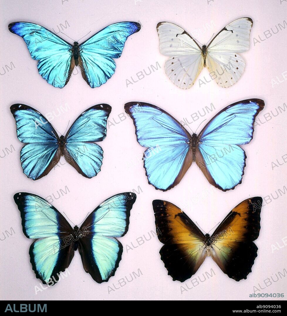 Butterflies/moths - (left to right Morpho rhetenor, Morpho laertes, Morpho menelous, Morpho didius, Morpho deidamia, Morpho perseus.
