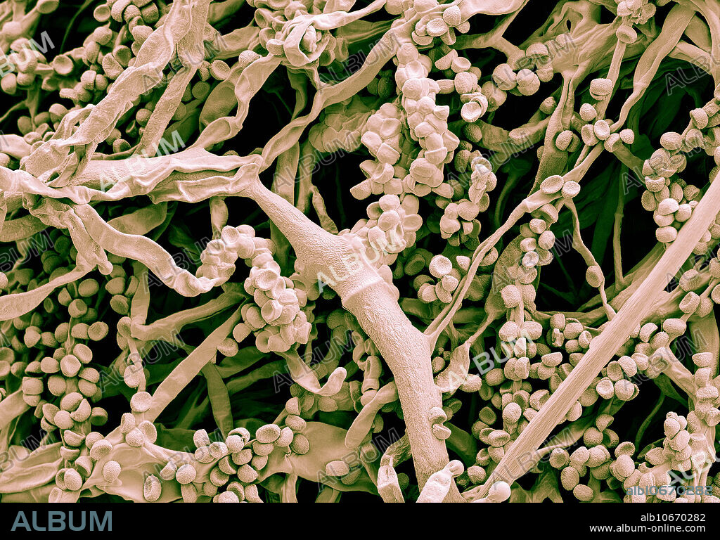 Colour enhanced scanning electron micrograph (SEM) of mycelium. Mycelium, plural mycelia, are the mass of branched, tubular filaments (hyphae) of fungi. The mycelium makes up the thallus, or undifferentiated body, of a typical fungus. It may be microscopic in size or developed into visible structures, such as brackets, mushrooms, puffballs, rhizomorphs (long strands of hyphae cemented together), sclerotia (hard, compact masses), stinkhorns, toadstools, and truffles. At a certain stage it produces spores, directly or through special fruiting bodies.