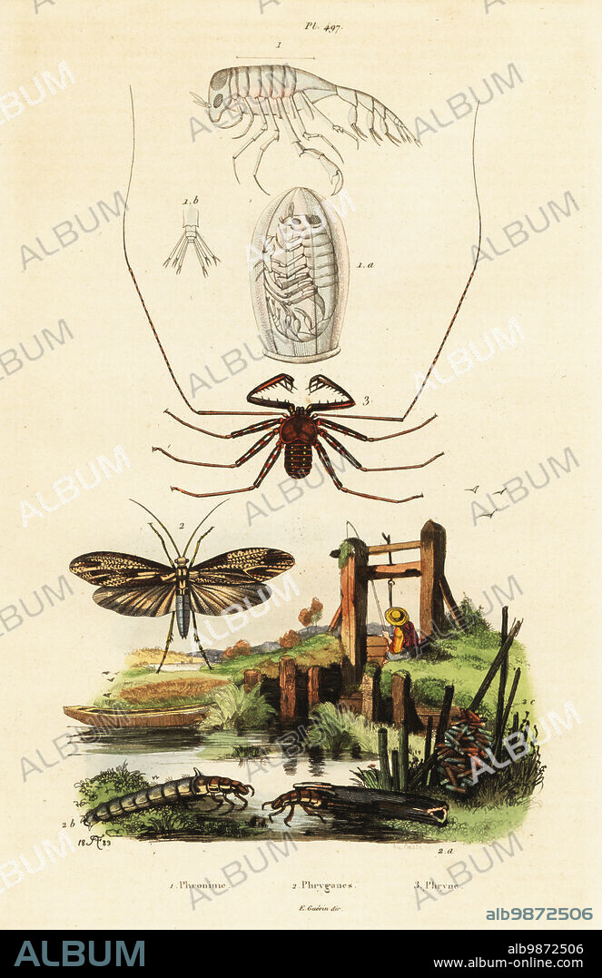 Hyperiid amphipod, Phrosina semilunata 1, giant casemaker caddisfly, Phryganae grandis 2, and whip spider, Damon variegatus (Phrynus variegatus) 3. Phronime, Phryganes, Phryne. Handcoloured steel engraving by du Casse after an illustration by Adolph Fries from Felix-Edouard Guerin-Meneville's Dictionnaire Pittoresque d'Histoire Naturelle (Picturesque Dictionary of Natural History), Paris, 1834-39. .