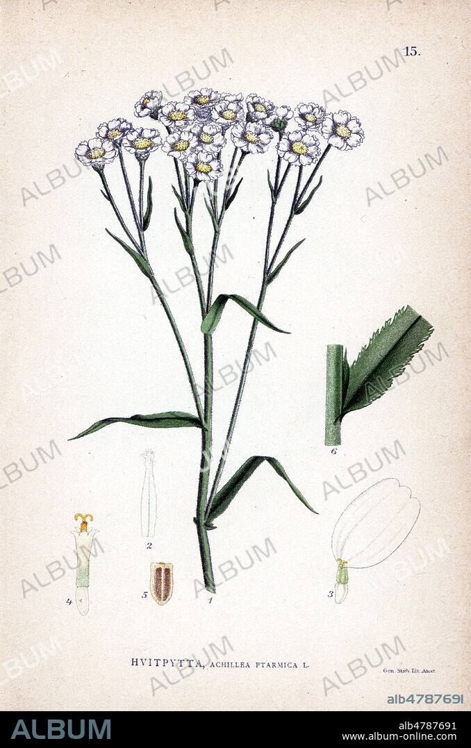 ACHILLEE Sternutatoire, Achillea ptarmica (achillee des marais, bouton d'argent, herbe a eternuer, achillee ptarmique ou passe-pierre) . Chromolithographie in La FLORE des pays nordiques , 1905. les illustrations sont realisees a partir des oeuvres de Johan Wilhelm Palmstruch (1802-1843). Chromolithograph from Carl Lindman's "Bilder ur Nordens Flora" (Pictures of Northern Flora), Stockholm, Wahlstr¨m & Widstrand, 1905. Lindman (1856-1928) was Professor of Botany at the Swedish Museum of Natural History (Naturhistoriska Riksmuseet). The chromolithographs were based on Johan Wilhelm Palmstruch's "Svensk botanik" (1802-1843).