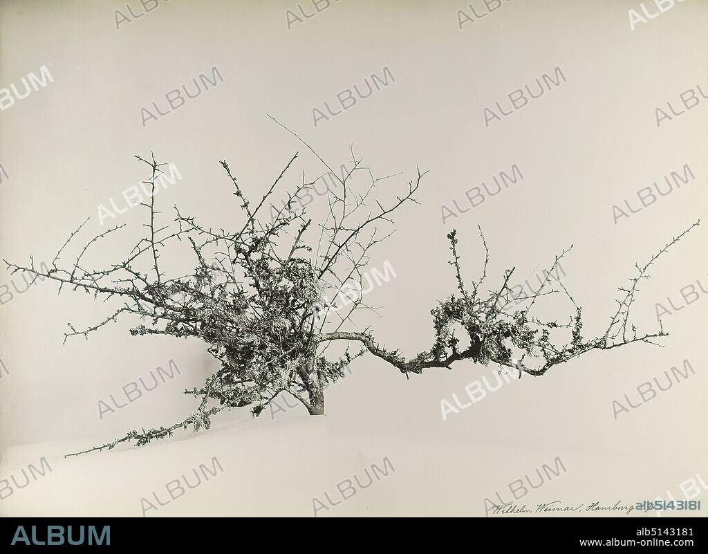 Wilhelm Weimar, Schleedorn, overgrown with lichens, silver gelatin paper, black and white positive process, image size: height: 35.00 cm; width: 47.50 cm, signed and dated: recto u. re.: in Blei: Wilhelm Weimar, Hamburg 1902, inscribed: recto u. re. on the cardboard: in Blei: Schleedorn, overgrown with lichens, A, Naturfotografie, Pflanzen, Vegetation.