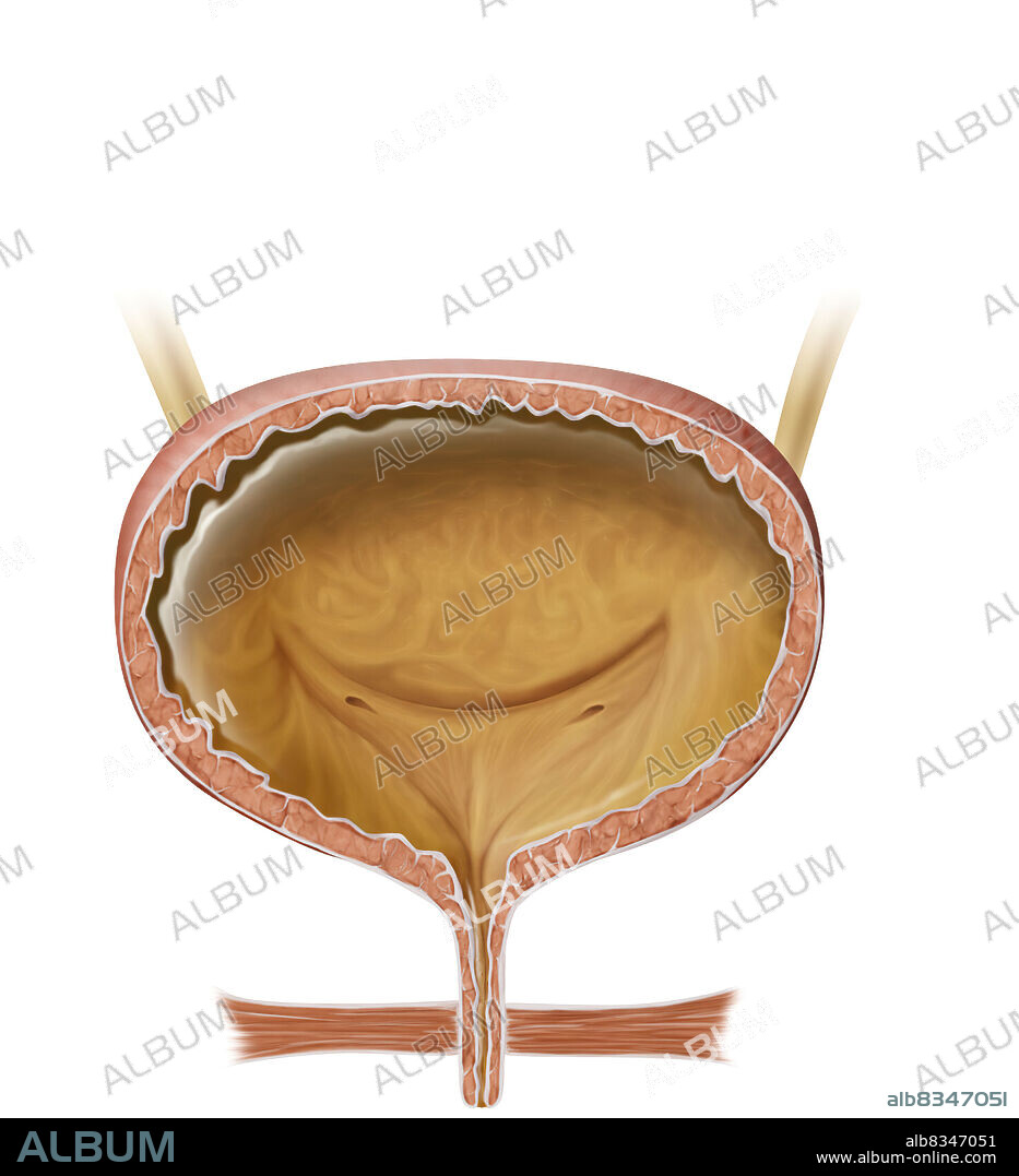 When the bladder fills, the stretching of its walls triggers the reflexive contraction of the detrusor urinal muscle and the involuntary relaxation of the internal vesical sphincter. Urination is delayed by intentionally contracting the external vesical sphincter. The contractions will then stop temporarily.