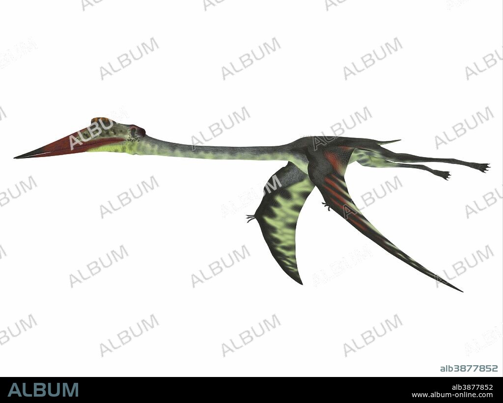 Quetzalcoatlus reptile flying, white background. Quetzalcoatlus was a carnivorous pterosaur reptile that lived in the Cretaceous Period of North America.