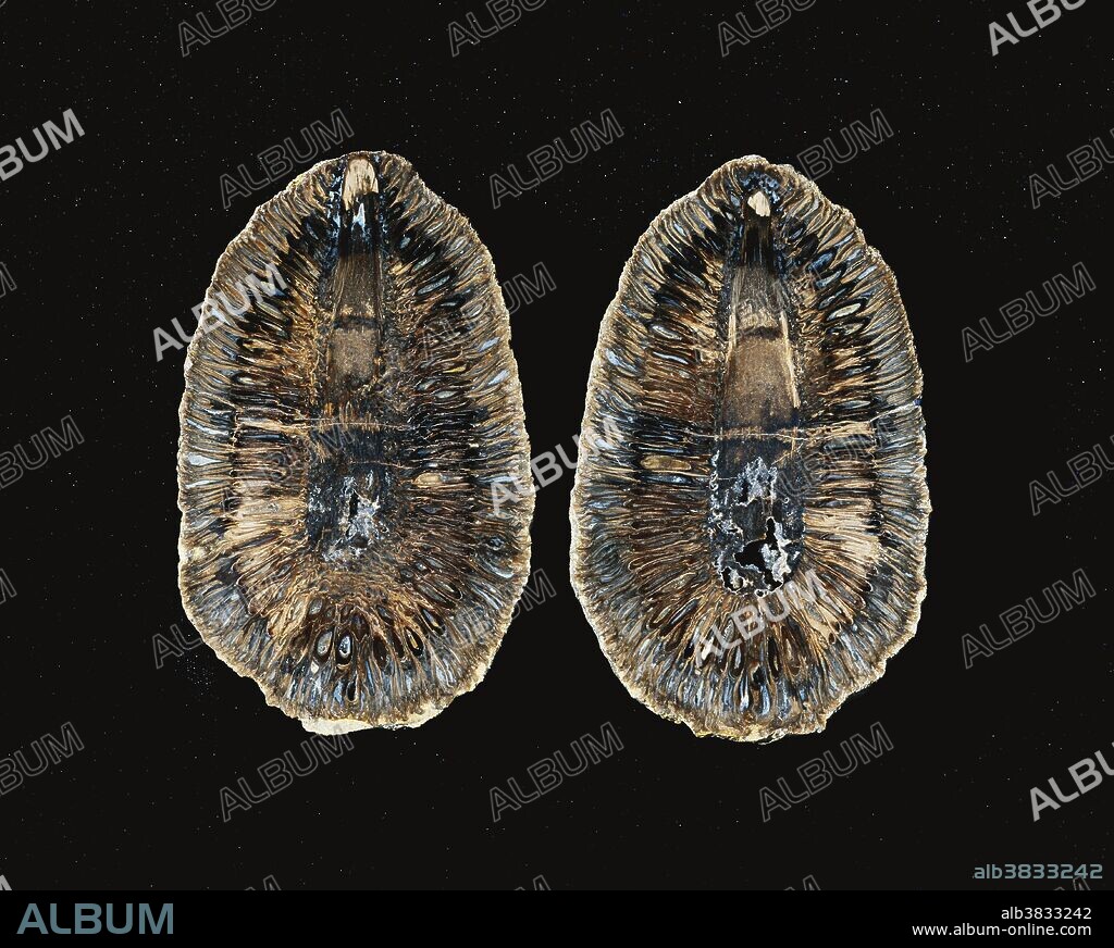 Cross-section of a fossil Araucaria cone (Araucaria sp.) from the Cretaceous Period, Chubut, Argentina.  Height:  15 cm.