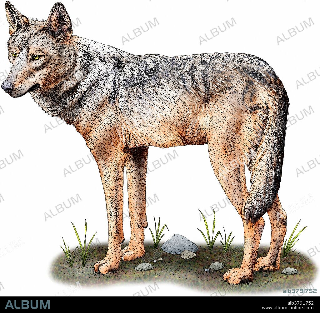 Iberian wolf (Canis lupus signatus), an endangered subspecies of European wolf, found on the Iberian peninsula.