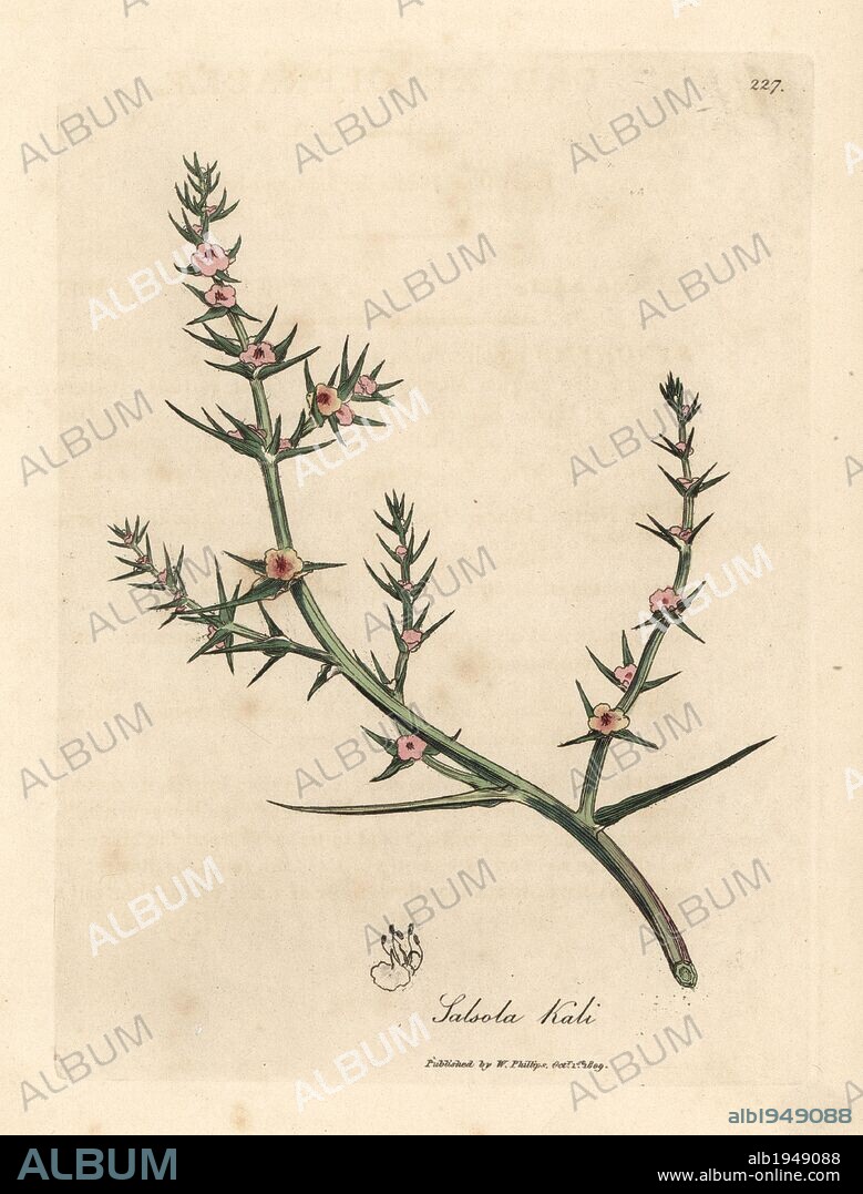 Prickly saltwort, Kali turgida. Handcoloured copperplate engraving from a botanical illustration by James Sowerby from William Woodville and Sir William Jackson Hooker's "Medical Botany," John Bohn, London, 1832. The tireless Sowerby (1757-1822) drew over 2, 500 plants for Smith's mammoth "English Botany" (1790-1814) and 440 mushrooms for "Coloured Figures of English Fungi " (1797) among many other works.