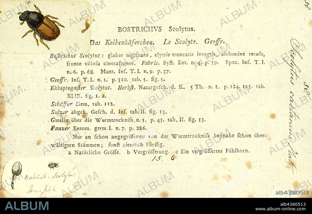 Scolytus, Print, Scolytus is a genus of bark beetles (subfamily Scolytinae). It includes several species notorious for destroying trees in the forests. The Dutch elm disease is spread in North America by two species : the native elm bark beetle, Hylurgopinus rufipes, and the European elm bark beetle, Scolytus multistriatus. In Europe, while the aforementioned Scolytus multistriatus again acts as vector for infection, it is much less effective than the large elm bark beetle Scolytus scolytus.