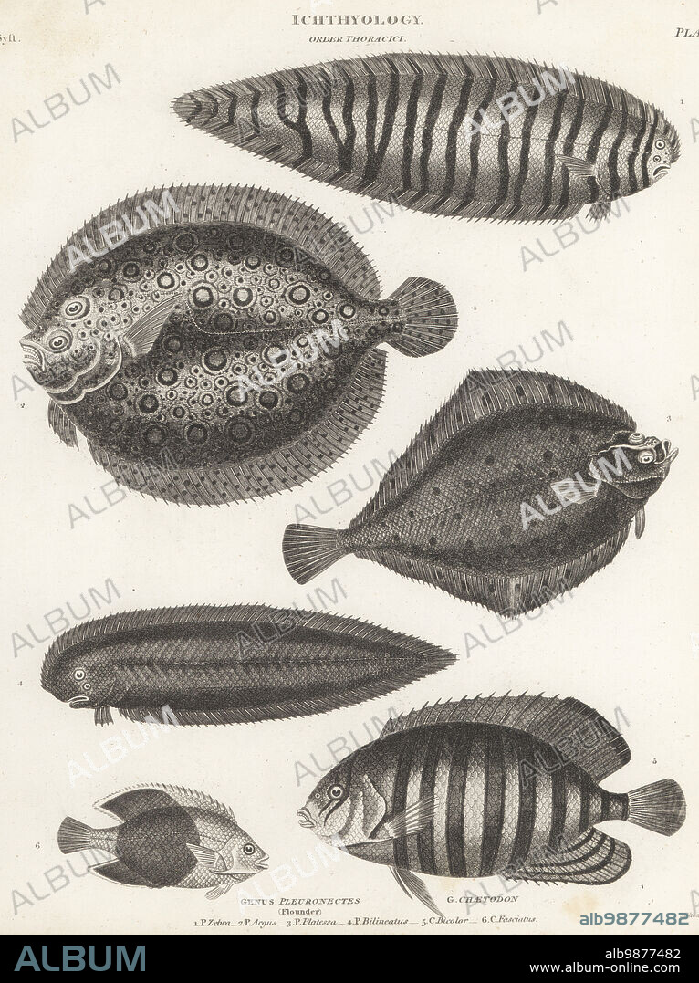 Sole, Zebrias zebra 1, plate fish, Bothus lunatus 2, European plaice, Pleuronectes platessa 3, tongue fish, Paraplagusia bilineata 4, bicolor angelfish, Centropyge bicolor 5, and diagonal butterflyfish, Chaetodon fasciatus 6. Copperplate engraving by Thomas Milton from Abraham Rees' Cyclopedia or Universal Dictionary of Arts, Sciences and Literature, Longman, Hurst, Rees, Orme and Brown, Paternoster Row, London, 1814.