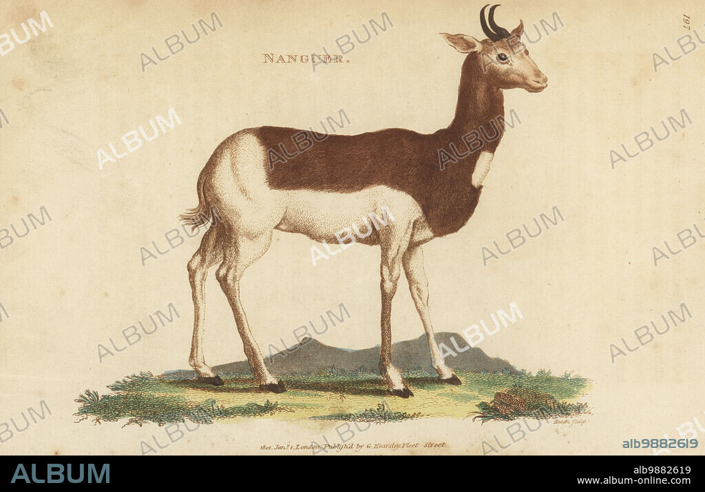 Dama gazelle, Nanger dama, critically endangered. Also known as the addra gazelle or mhorr gazelle. Nanguer, Antilope dama. Handcoloured copperplate engraving by James Heath from George Shaws General Zoology: Mammalia, Thomas Davison, London, 1801.