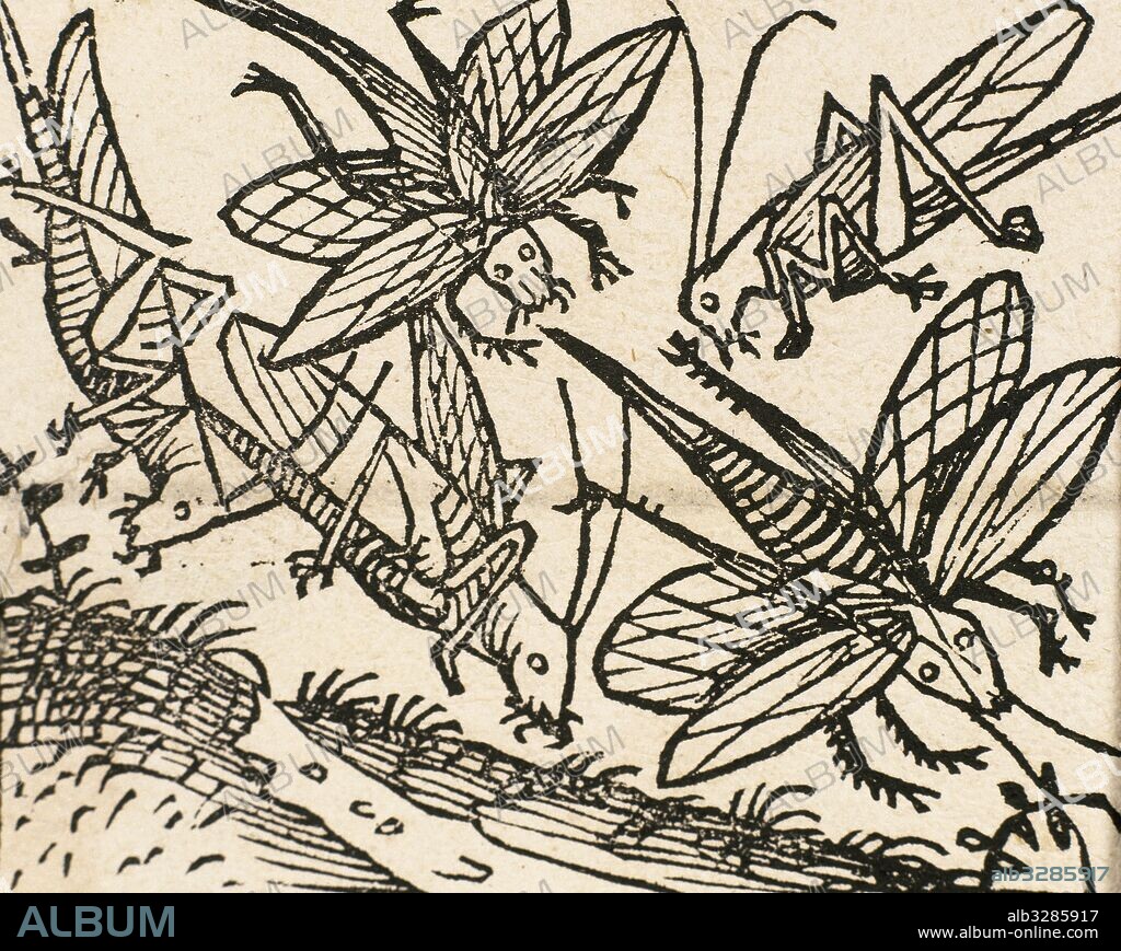 Antiguo Testamento. Plagas de Egipto. Plaga de las Langostas. Grabado del siglo XVI.