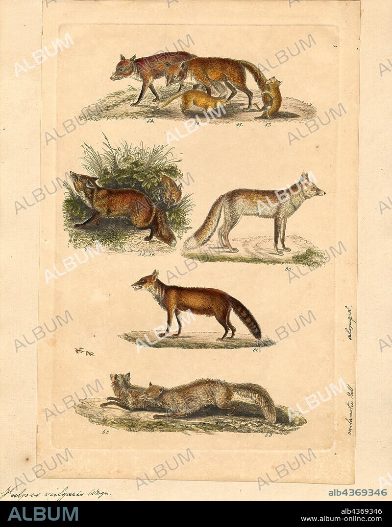 Vulpes vulgaris, Print, Vulpes is a genus of the Canidae. The members of this genus are colloquially referred to as true foxes, meaning they form a proper clade. The word "fox" occurs on the common names of species. True foxes are distinguished from members of the genus Canis, such as dogs, wolves, coyotes, and jackals, by their smaller size (5–11 kg) and flatter skull.They have black, triangular markings between their eyes and nose, and the tip of their tail is often a different color from the rest of their pelt. The typical lifespan for this genus is between two and four years, but can reach up to a decade., 1834.
