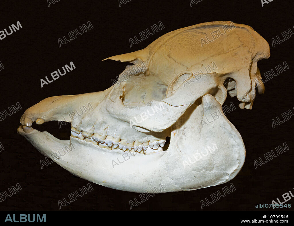 Brazilian tapir skull. Museum of Osteology. Oklahoma City, Oklahoma, USA.