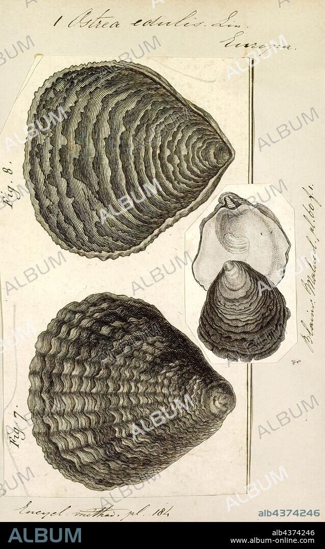 Ostrea edulis, Print, Ostrea edulis, commonly known as the European flat oyster, is a species of oyster native to Europe. In the British Isles, regional names include Colchester native oyster, mud oyster, or edible oyster. In France, Ostrea edulis are known as huîtres plates (flat oysters) except for those that come from the Belon River estuary in Brittany, France, which are known as Belons.