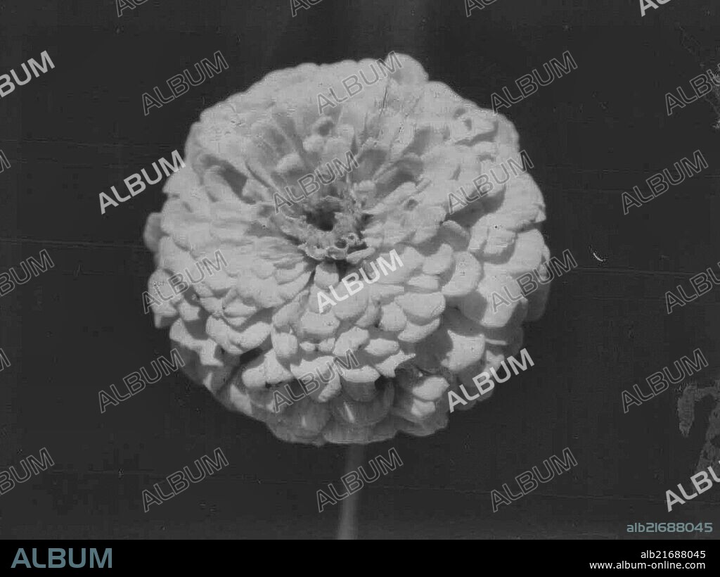 Zinnia. September 15, 1946. (Photo by Noel Foster).