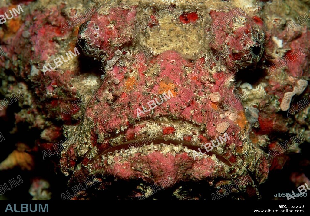 Reef stonefish Synanceia verrucosa