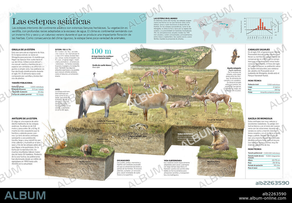 Las estepas asiáticas. Infografía del ecosistema de la estepa asiática, extensas llanuras herbáceas del interior del continente.