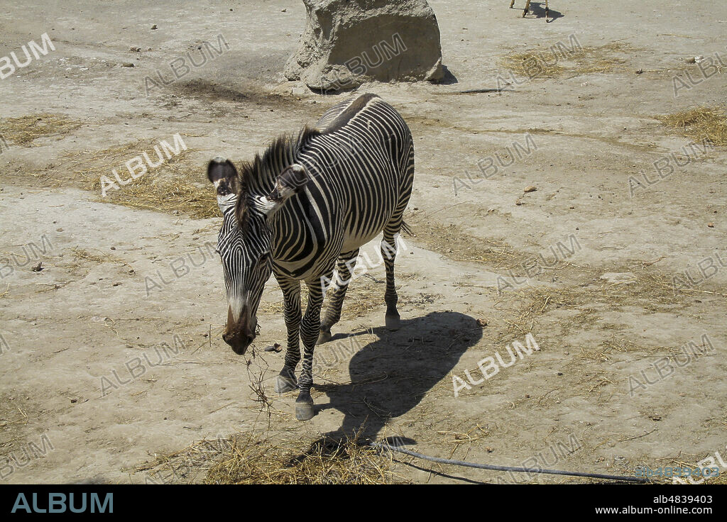 Province of Almería, Andalusia, Spain, Europe. Tabernas Desert (Desierto de Tabernas). Oasys Mini Hollywood film set, western theme park. The Zoological Reserve: The Grévy's zebra (Equus grevyi), also known as the imperial zebra.