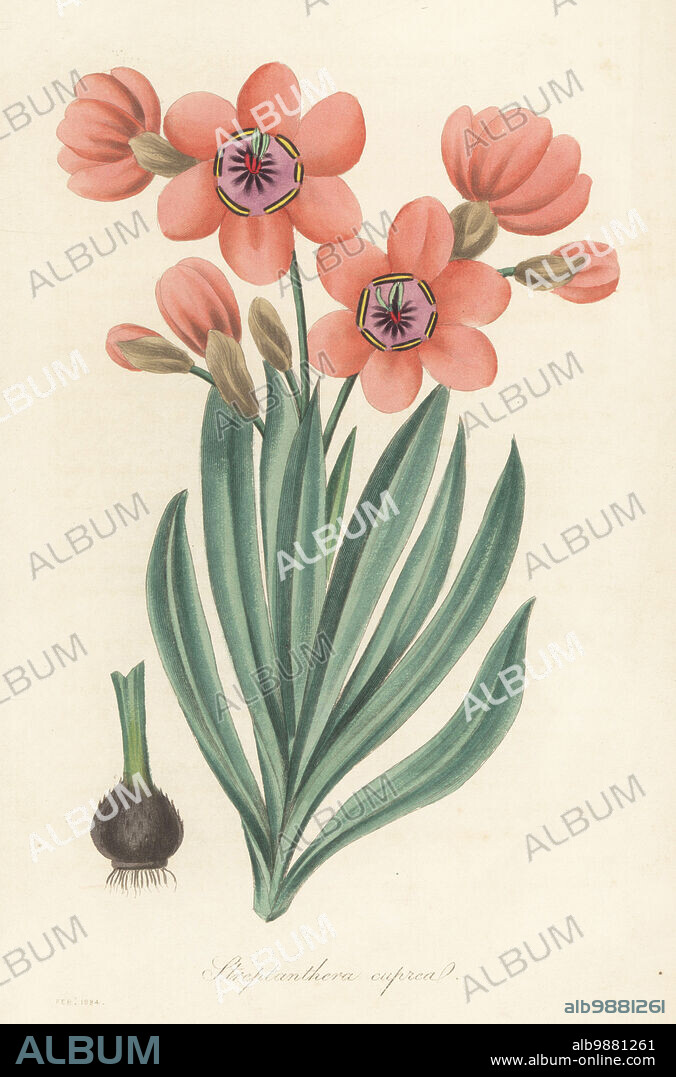 Sparaxis elegans. Introduced by Irish plant hunter Captain Walter Synnot from the Cape of Good Hope, South Africa. Copper-coloured streptanthera, Streptanthera cuprea. Handcoloured engraving from Joseph Paxtons Magazine of Botany, and Register of Flowering Plants, Volume 1, Orr and Smith, London, 1834.
