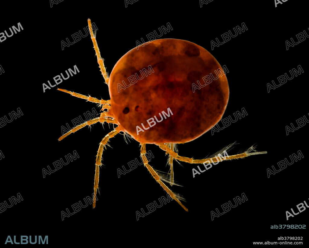 Light micrograph of an aquatic mite of the genus Hydrachna. Their striking red colour makes them very visible in the ponds in which they live.