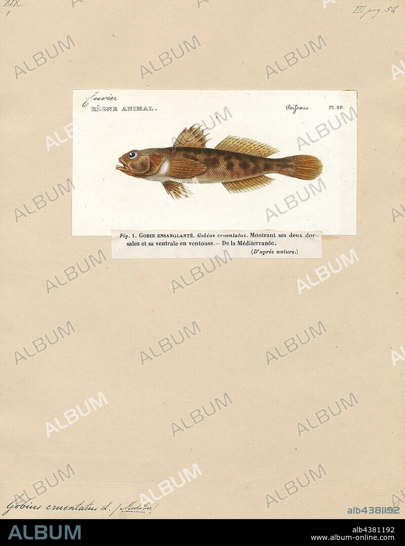 Gobius cruentatus, Print, The red-mouthed goby (Gobius cruentatus) is a species of goby native to the Eastern Atlantic Ocean from southwestern Ireland to the coasts of Morocco and Senegal, and also in the Mediterranean Sea where it occurs in inshore waters at depths of from 15 to 40 metres (49 to 131 ft) in areas with rocky or sandy substrates or in meadows of sea-grass. This species can reach a length of 18 centimetres (7.1 in) TL. It may also be found in the aquarium trade., 1700-1880.