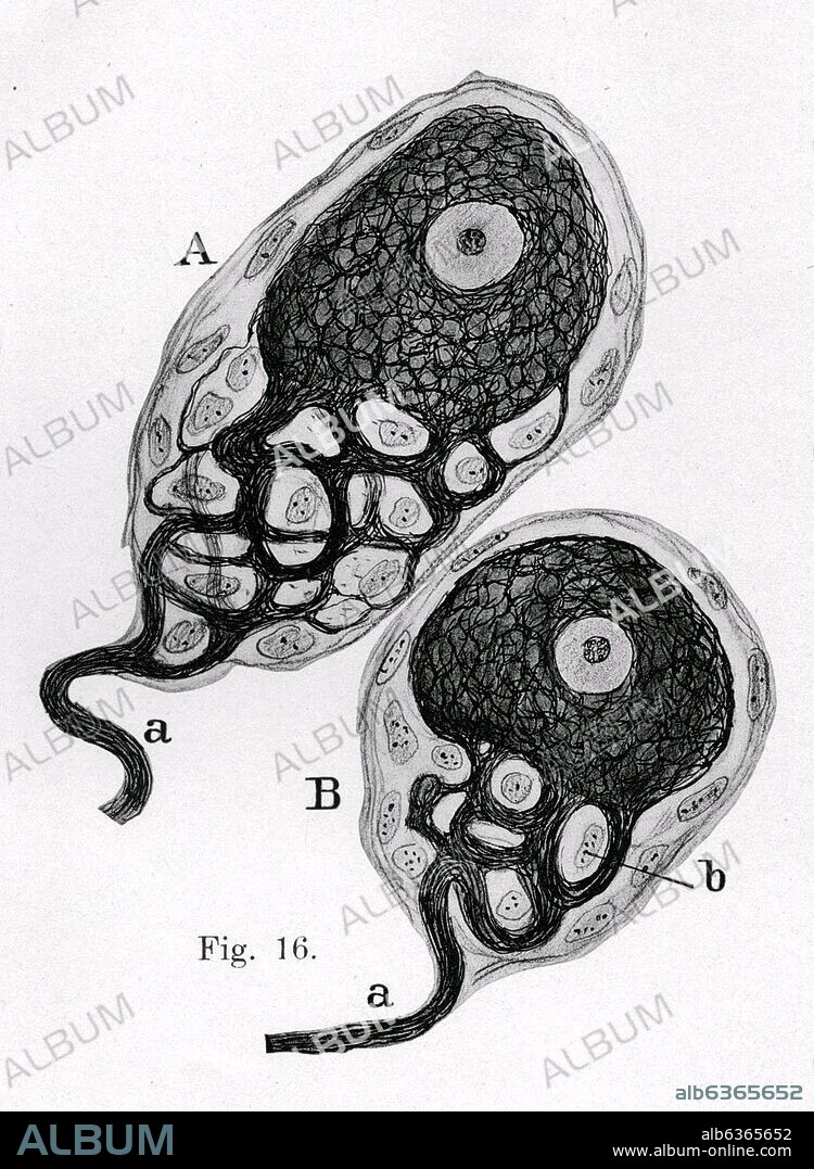 SANTIAGO RAMóN Y CAJAL. A B CELULAS FENESTRADAS DEL GANGLIO PLEXIFORME DEL NERVIO VAGO DE UN PERRO - a AXON b CELULAS SATELITES - PEDIR DERECHOS.