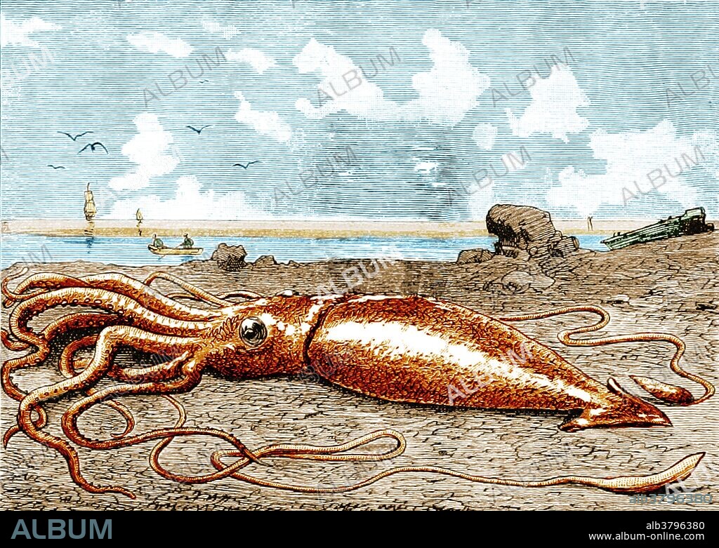 The giant squid (genus Architeuthis) is a deep-ocean dwelling squid in the family Architeuthidae. Giant squid can grow to a tremendous size due to deep-sea gigantism: recent estimates put the maximum size at 43 feet for females and 33 feet for males from the posterior fins to the tip of the two long tentacles. The mantle is about 6.6 feet long (more for females, less for males), and the length of the squid excluding its tentacles (but including head and arms) rarely exceeds 16 feet. Claims of specimens measuring 66 feet or more have not been scientifically documented. Tales of giant squid have been common among mariners since ancient times, and may have led to the Norse legend of the kraken, a tentacled sea monster as large as an island capable of engulfing and sinking any ship. Image taken from page 96 of "Viertausend Meilen unter Sturmsegeln auf Yacht Aldegonda" by Detlev von Heydebrand und Der Lasa, 1887.