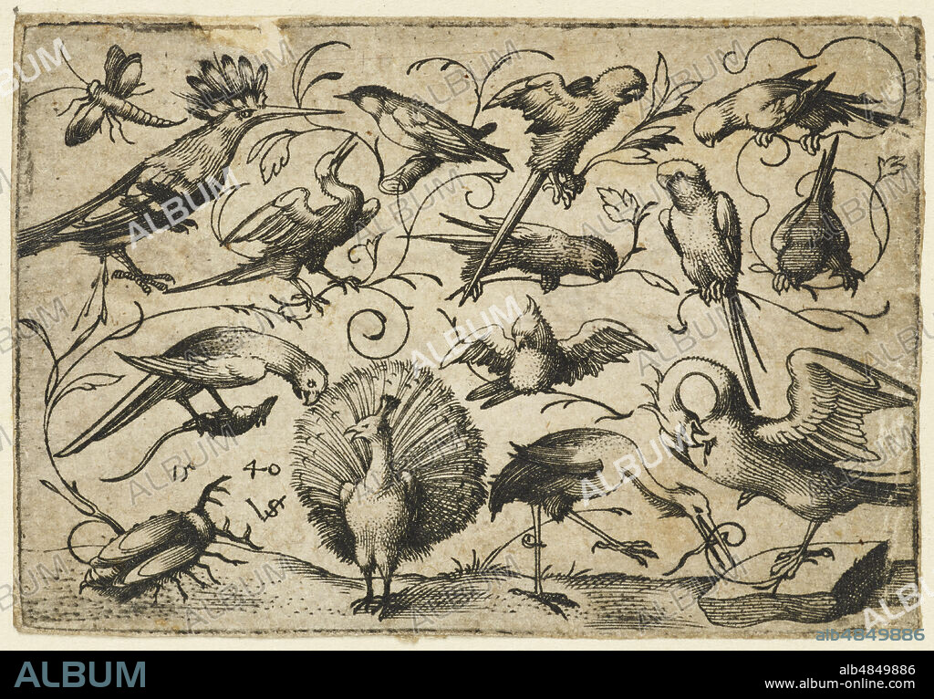 VIRGIL SOLIS. Ten birds on small foliage tendrils with a stork tying a tendril around a pelican?s leg, a peacock, and a large beetle in the foreground, 1540. From Douce Ornament Prints Album I.