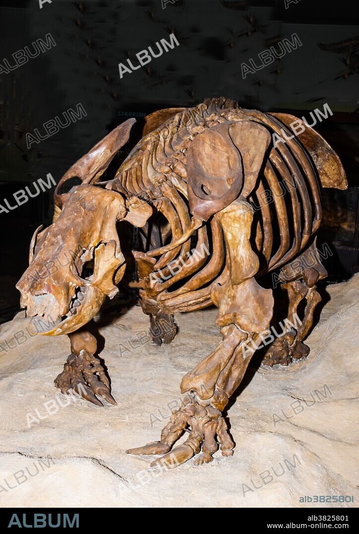 Skeleton of Harlan's ground sloth (Paramylodon harlani) pictured here at the University of Texas Museum.