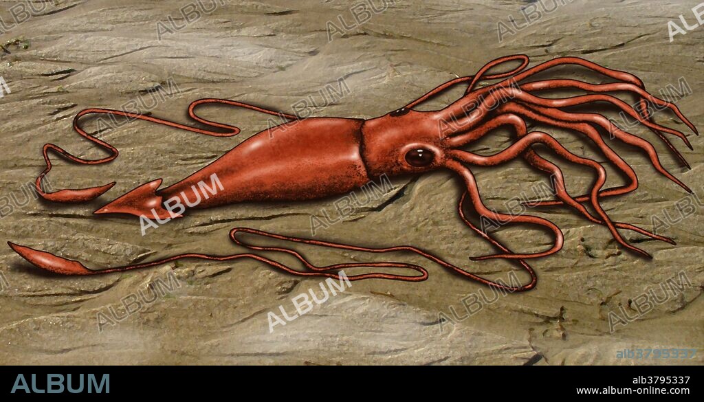 Giant Squid