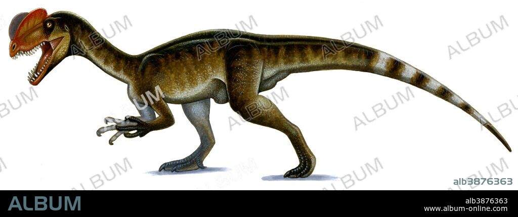Dilophosaurus wetherilli.