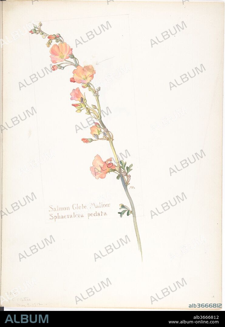 Salmon Globe Mallow, Sphaeralcea pedata. Artist: Margaret Neilson Armstrong (American, New York 1867-1944 New York). Dimensions: sheet: 13 11/16 x 9 15/16 in. (34.8 x 25.2 cm). Date: May 9, 1912.